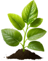 Realistic green leaves png