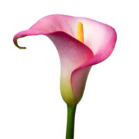 illustration de fleur rose calla lis png