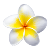 réaliste fleur plumeria png