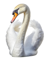 Illustration of white swan png