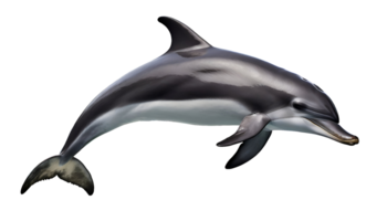 Realistic cute dolphin png
