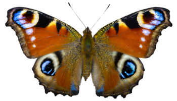 Illustration of beautiful peacock butterfly png