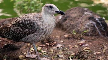 Small bird perched on dirt field video