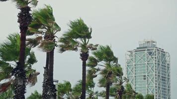 palm bomen en wolkenkrabber silhouet video