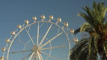 groß Ferris Rad Nächster zu Palme Baum video