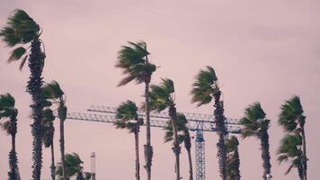 Swirling palm trees in wind video