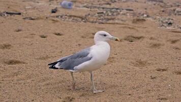 mouette permanent sur sablonneux plage par l'eau video