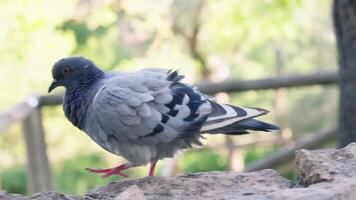 Pigeon perched on rock at zoo video