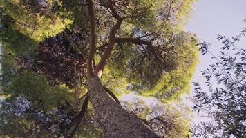 Tall tree towering above in forest video