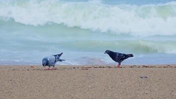 aves en pie en arenoso playa video