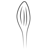 Marigold Bud Contour png