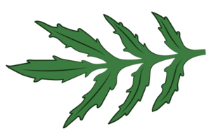 Green Marigold Leaves png