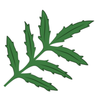 Green Marigold Foliage png