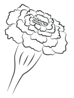 Marigold Flower Contour, Side View png