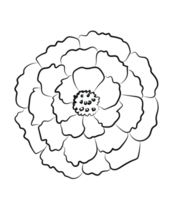 Marigold Flower Contour png