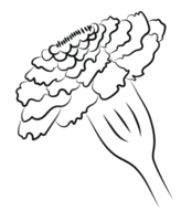 Marigold Flower Outline, Side View png
