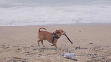 Dog carrying stick on beach video