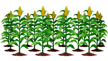 Green corn plants on a field, A field of corn, Corn grows in field, Harvest agricultural plant, Food product. Farmer farm, Vegetable garden cultivation, summer field landscape, agricultural growth png