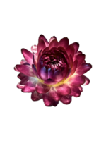 réel rouge fleur fleur png