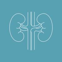 Human kidneys outline icon on blue background vector