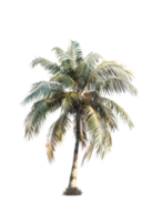 palm boom Aan transparant achtergrond. generatief door ai png