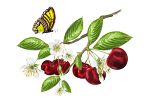 Watercolor illustration of a cherry branch and a butterfly, on a branch there are ripe juicy cherries, flowers and green leaves. Hand drawn cherry on a branch with a butterfly. png