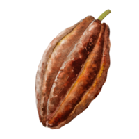 acuarela ilustración de cacao frijoles. mano dibujado acuarela ilustración. png