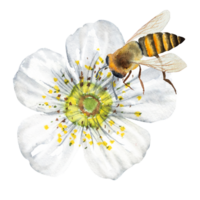 Watercolor illustration of a cherry flower with a bee, blooming cherry, white cherry flower on a stalk. Hand drawn cherry flower with a bee png