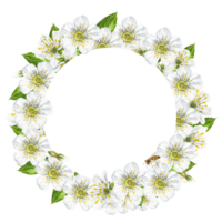 waterverf kader van wit kers en bij bloemen. mooi kader met kers bloemen en bladeren, hand- getrokken. png