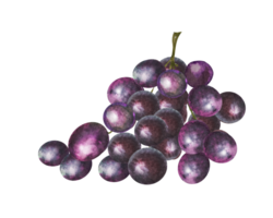 acuarela ilustración de un manojo de rojo y blanco uvas con hojas.mano dibujado uvas. png