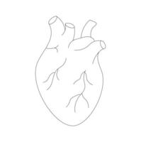 Heart Line Art - biological heart minimalist drawing. Heart Icon Illustration vector