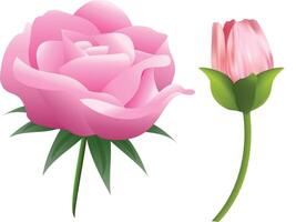solated Pink Rose - Illustration vector