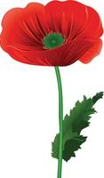 Realistic Red Poppy Flower - Isolated on Transparent White Background vector