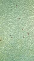 Starfish in the crystal clear tropical sea, Phu Quoc Island, Vietnam video