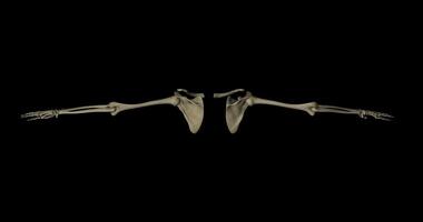 Bones in arms of human body, clavicle, scapula, humerus, radius, ulna and hands video