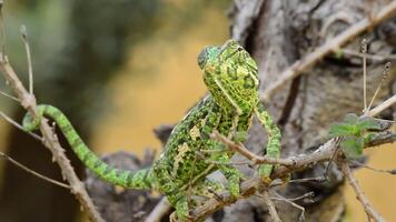Common Chameleon or Mediterranean Chameleon in a branch video