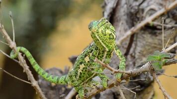 commun caméléon ou méditerranéen caméléon dans une branche video