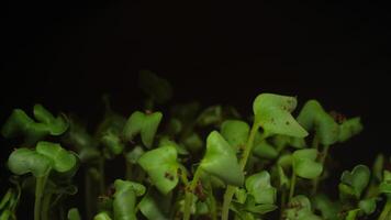 Small plants growing up in dirt under ground time lapse 4k footage. video