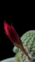 kaktus blomma blomning vertikal tid upphöra . video