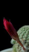 Cactus flower blooming vertical time lapse . video