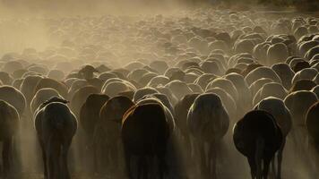 Livestock, cattle sheep walking at sunset video