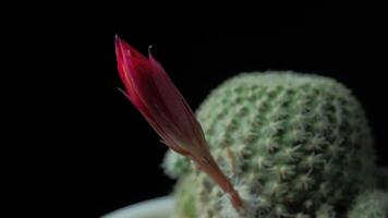 tempo periodo di rosso cactus fiore pianta, nel il stile di nero sfondo. video