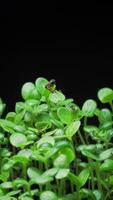 crescendo sementes Aumentar a partir de solo vertical Tempo lapso . video