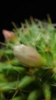 kaktus blomma blomning vertikal tid upphöra . video