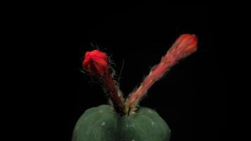 tempo periodo di rosso cactus fiore pianta, nel il stile di nero sfondo. video