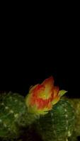 cacto flor florescendo vertical Tempo lapso . video