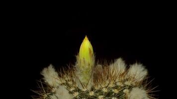tempo periodo di giallo cactus fiore pianta, nel il stile di nero sfondo. video