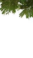 Vertical of leaf nature on white background, frame background video