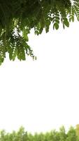 Vertical of leaf nature on white background, frame background video