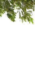 Vertical of leaf nature on white background, frame background video